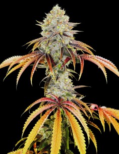 Mango Kush Strain (Oaseeds Genetics) 🥭 Tropical Flavor & Relax