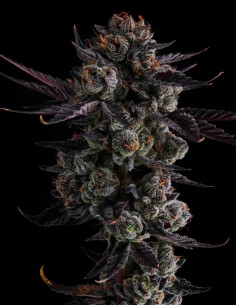 Any Day Strain (Compound Genetics) 🍬 Explosive Candy Flavor