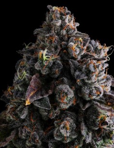 Crystal Chalice Strain (Compound Genetics) 🍇 Sweet Grape Hash