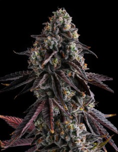 Fruit Riot Strain (Compound Genetics) 🍒 Explosive Fruity High