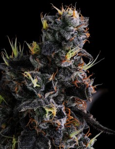 Giggin' Grapes Strain (Compound Genetics) 🍒 Sweet & Gassy