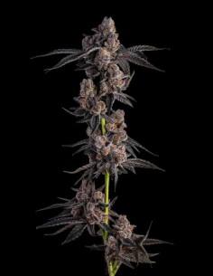 Mellowz Strain (Compound Genetics) 🍇 Exotic Buds & 30% THC