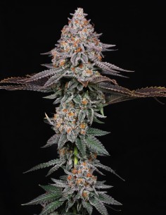 Pink Certz Strain (Compound Genetics) 🍬 Elite Flavor & Power