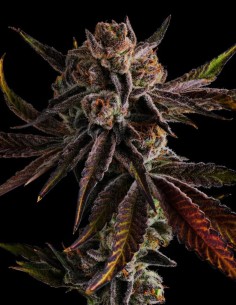 Purple Preserves Strain (Compound Genetics) 🍹 Tropical Flavor