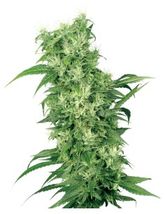 Female Mix (White Label Seeds) Feminized Seeds | On Sale!
