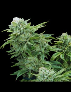 Gorilla Glue #4 S1 Strain (Elev8 Seeds) 🦍 Sticky & Potent