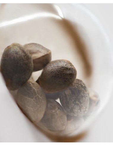 Pure Power Plant (White Label Seeds) Feminized Seeds