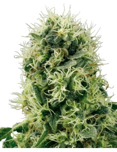 Pure Power Plant (White Label Seeds) Feminized Seeds