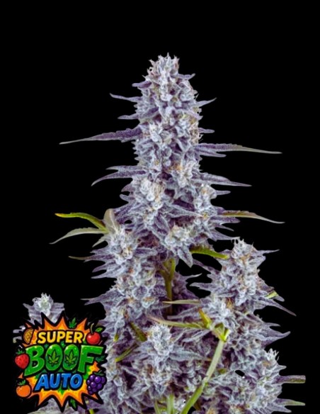 Super Boof Auto (FastBuds Seeds) 🍋 XXL Yields & High THC