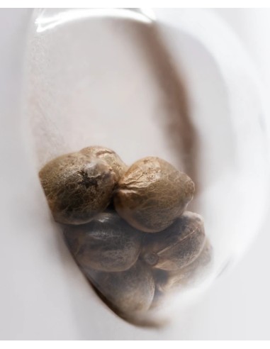 PURPLE BUD von White Label Seeds Hanfsamen | Oaseeds