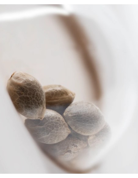 Purple Haze (White Label Seeds) Feminized Seeds | On Sale!