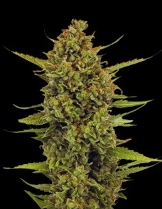 Acapulco Gold Strain (Oaseeds Genetics) ⭐ Legendary Sativa