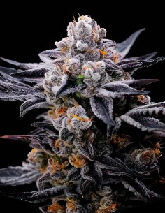 Aura Hash Strain (Oaseeds Genetics) 🌱 Powerful High & Rich Flavor