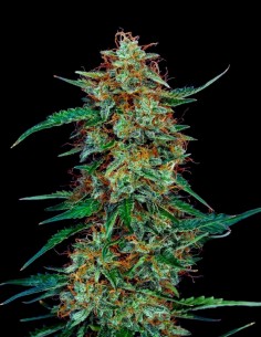 Deimos Auto (Oaseeds Genetics) 🦨 Massive, Fast & Potent