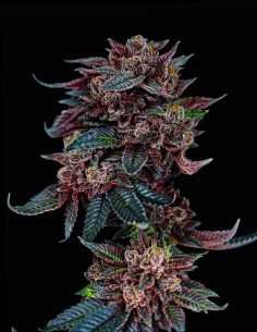 Tropicana Runtz Auto (Oaseeds Genetics) 🍪 Tropical Cookies Flavor