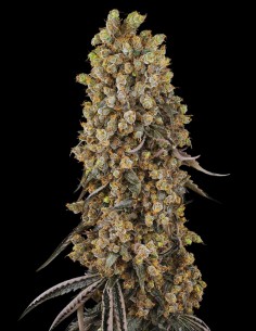 Atomic Blue Dream (Sensi Seeds) 🫐 Cosechas y Potencia XXL