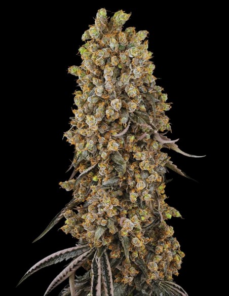 Atomic Blue Dream (Sensi Seeds) 🫐 Raccolti XXL e Potenza