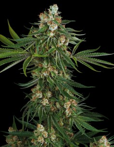 Fallout OG Strain (White Label Seeds) 🍋 Huge Yields!