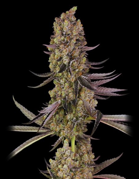 Vlad The Inhaler (White Label Seeds) 🍹 Fruity & Potent