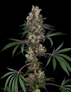 Chemberries Strain (White Label Seeds) 🍓 Gassy Flavor