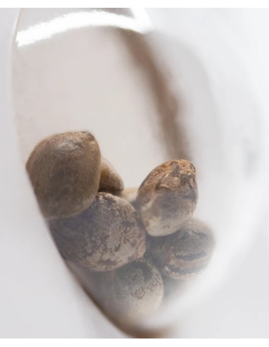 Skunk 1 (White Label Seeds) Feminized Seeds | Up To 30% Off