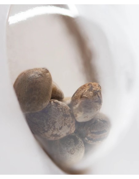 Skunk 1 (White Label Seeds) Feminized Seeds | Up To 30% Off