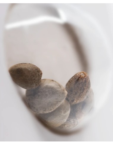 Super Skunk (White Label Seeds) Regular Cannabis Seeds