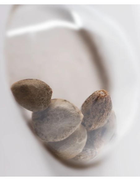 Super Skunk (White Label Seeds) Regular Cannabis Seeds