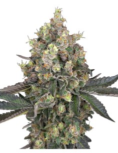 Sweet Berry Breeze (White Label) 🫐 Flavorful Buds Awaits