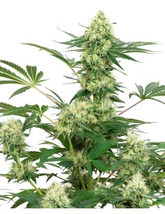 Wedding Cheesecake (White Label Seeds) Feminized Seeds