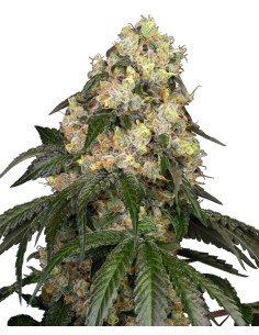 White Biscotti OG XXL (White Label) 🥧 Top Yields & Flavor