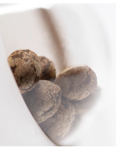 Afghan Kush (White Label Seeds) Semi di Cannabis Regolari