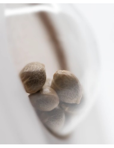 Amnesia White (White Label Seeds) Regular Cannabis Seeds