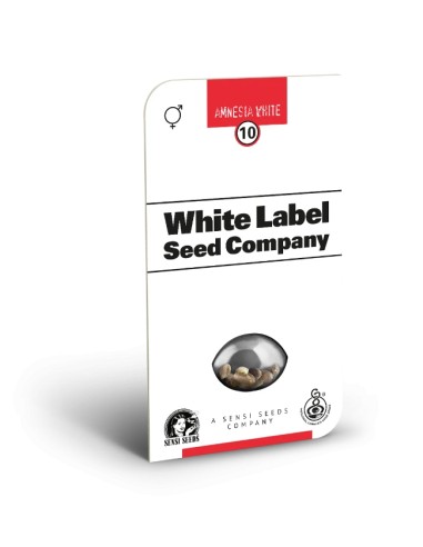 Amnesia White (White Label Seeds) Regular Cannabis Seeds