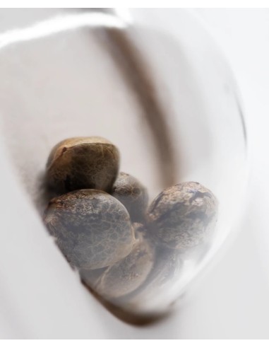 California Orange Bud (White Label Seeds) Regular Seeds