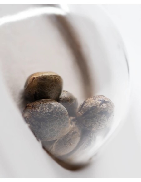 California Orange Bud (White Label Seeds) Regular Seeds