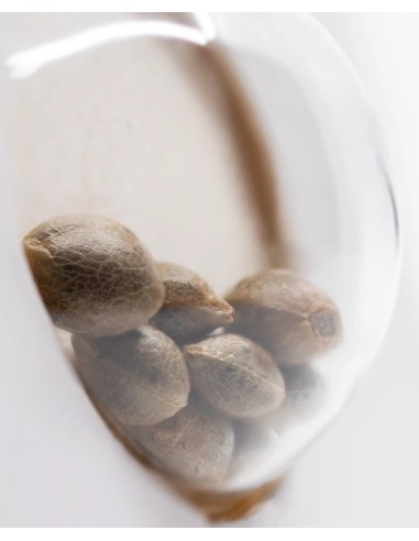 Double Gum (White Label Seeds) Regular Cannabis Seeds