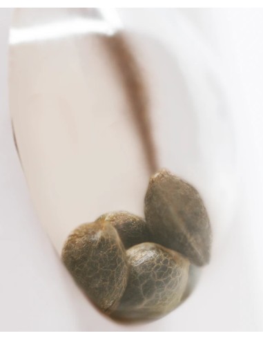 Jack Herer (White Label Seeds) Regular Cannabis Seeds