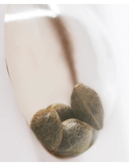 Jack Herer von White Label Seeds Hanfsamen | Oaseeds