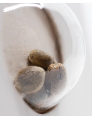 Master Kush Auto (White Label Seeds) Graines Autofloraison