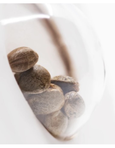 Northern Light Automatic (White Label Seeds) Autofriorenti