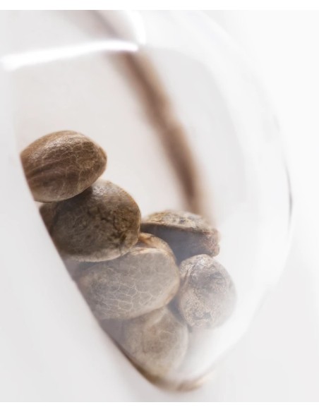 Northern Light Automatic (White Label Seeds) Autoflowering