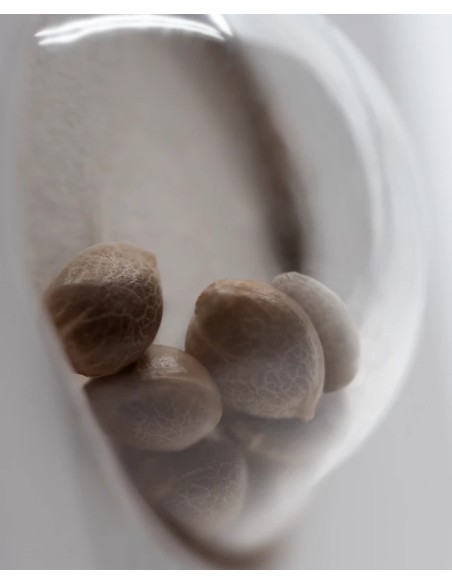 OG Kush Automatic (White Label Seeds) Autoflowering Seeds