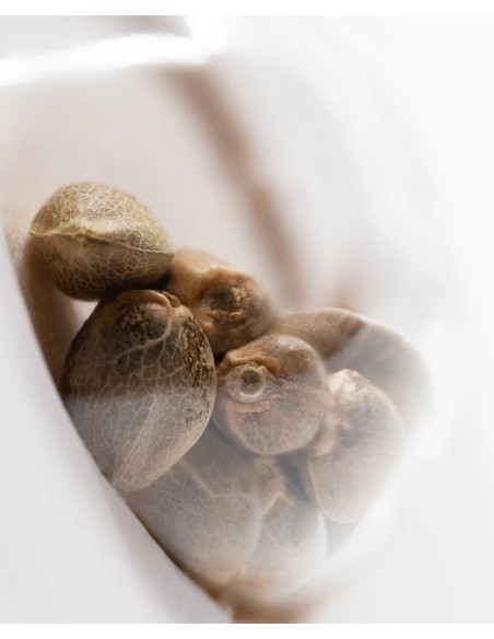 Pure Power Plant Auto (White Label Seeds) Autoflower Seeds