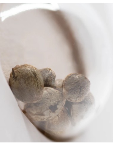 Purple Bud Auto (White Label Seeds) Autoflowering Seeds