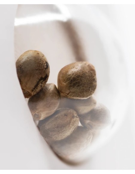 Skunk Automatic (White Label Seeds) Autoflowering Seeds