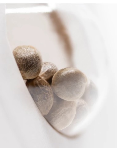 Snow Ryder (White Label Seeds) Autoflowering Seeds - Oaseeds