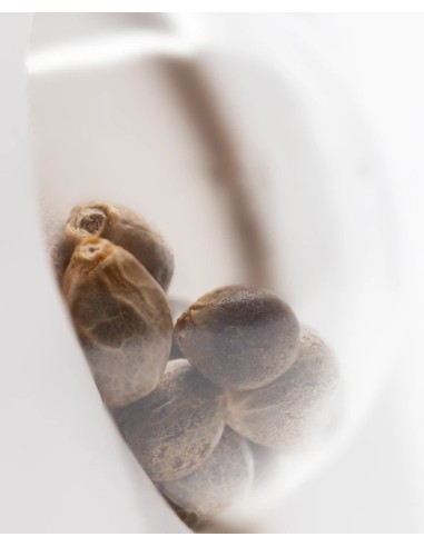 Super Skunk Automatic (White Label Seeds) Autofloraison