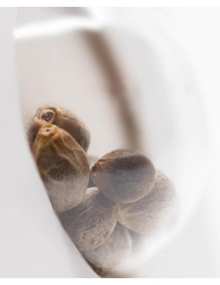 Super Skunk Automatic (White Label Seeds) Autofloraison