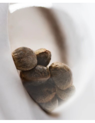 White Diesel Haze Auto (White Label Seeds) Autofloraison